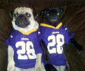 Even our pugs love the Vikings